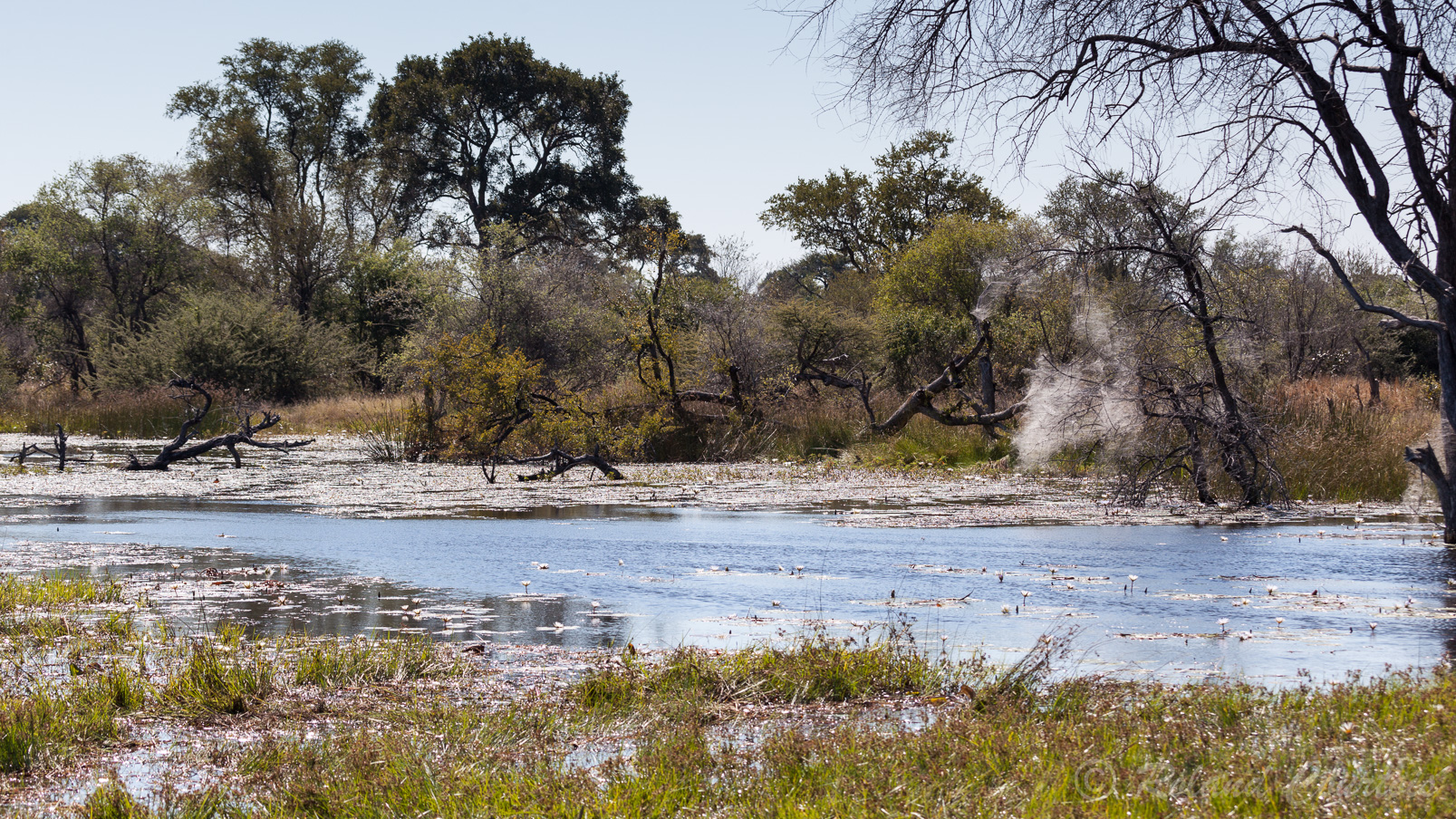 L'eau est présente partout dans le delta de l'Okavango.