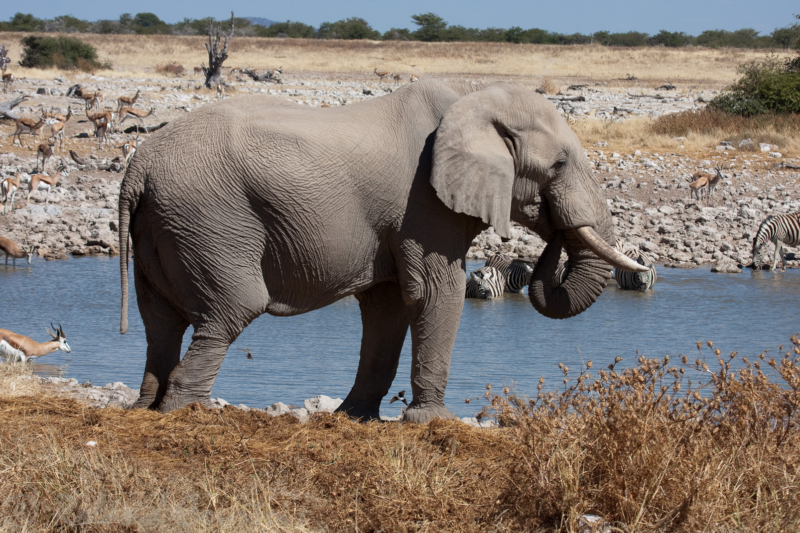 Eléphant des savanes, Zèbre de plaine, Springbok