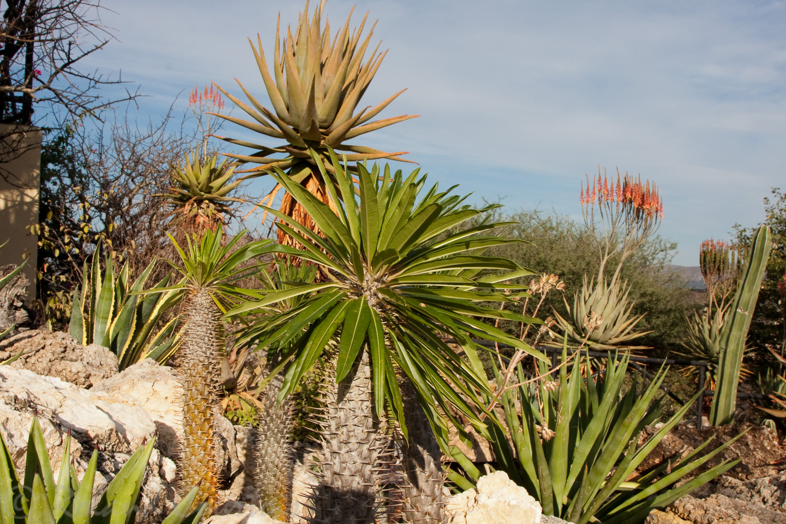 Différentes variétés de cactus.