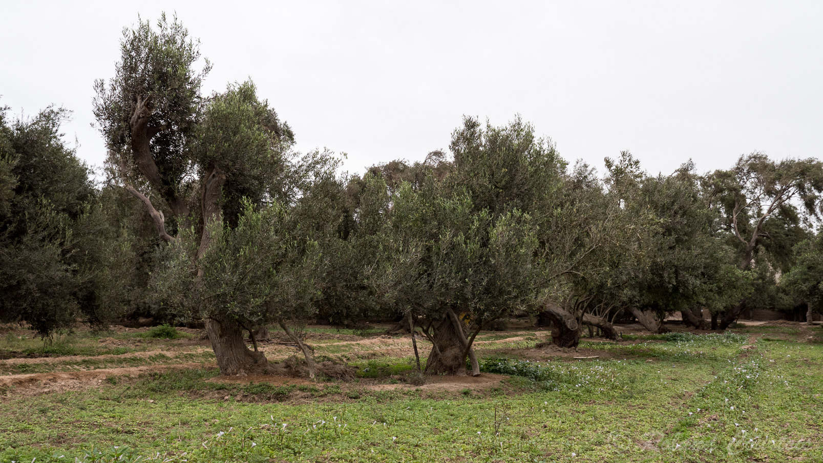 Dans une vallée, une plantation d'oliviers centenaires.