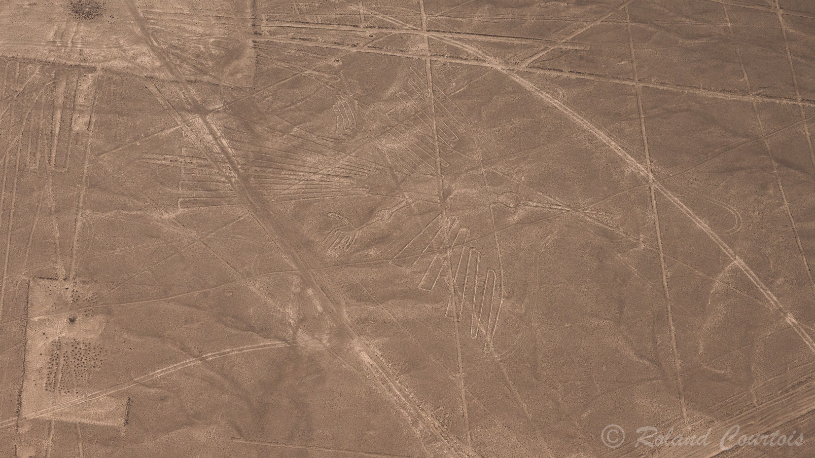Découverte des lignes de Nazca. Faucon
