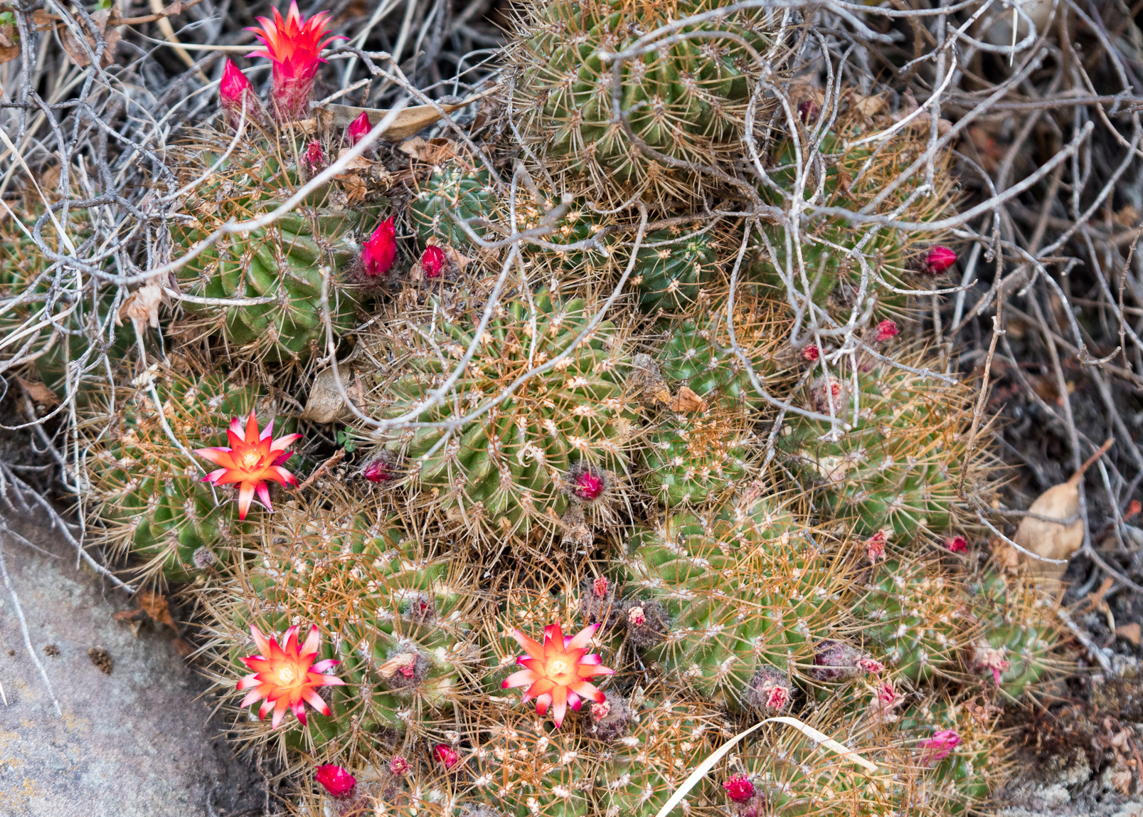 Sur l'île de Taquile, des cactus en fleur.