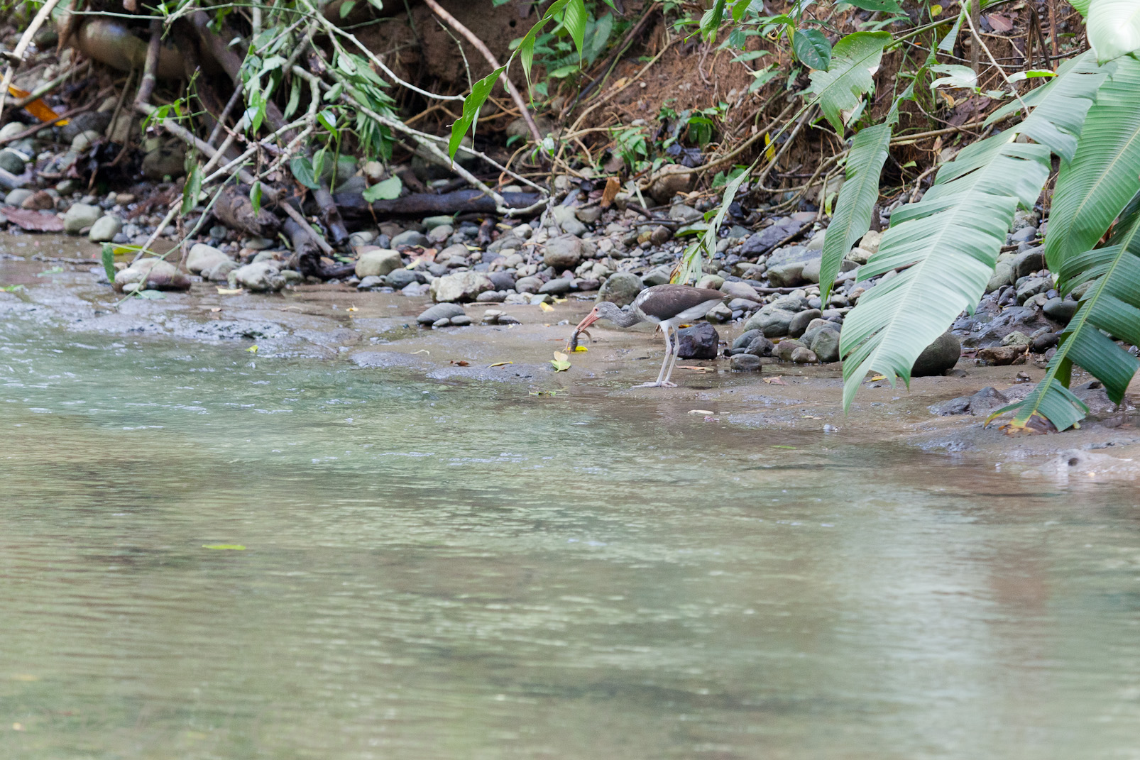Ibis blanc juvénile dans le lit de la rivière en train d'essayer de fragmenter un poisson (Corcovado)