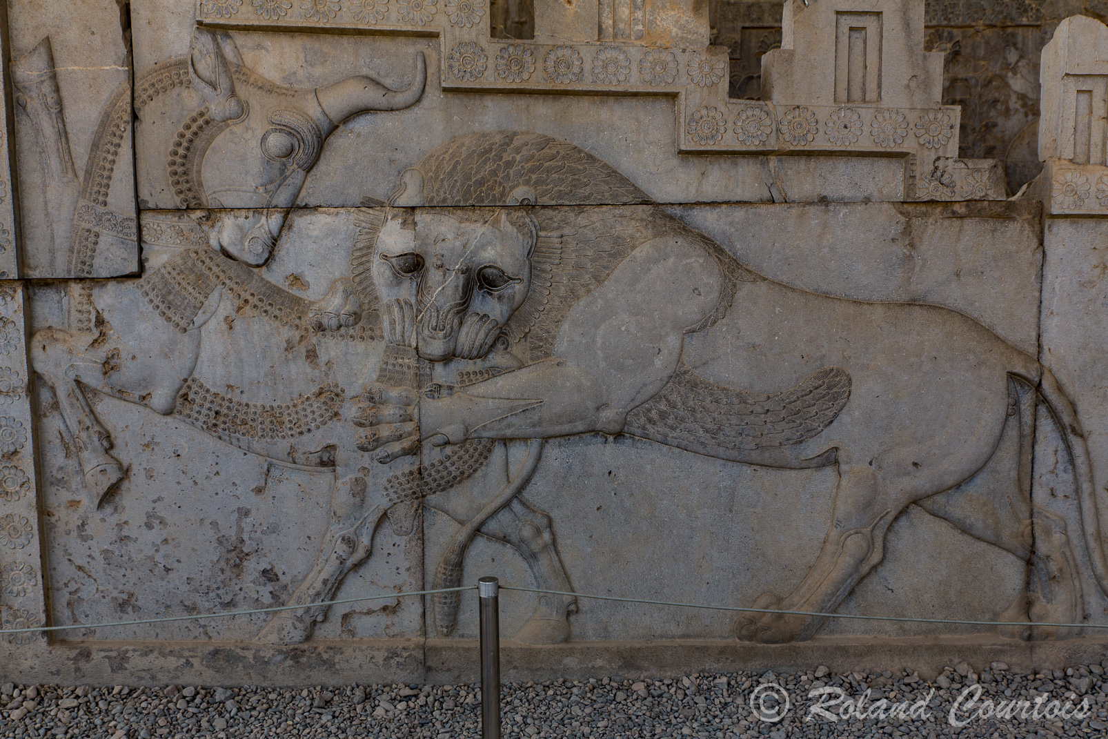 Persepolis :  Frise des Tributaires. Aux extrémités de la frise, un motif fréquent à Persépolis, un lion attaque un taureau (début de l’année ou victoire du roi sur le mal)