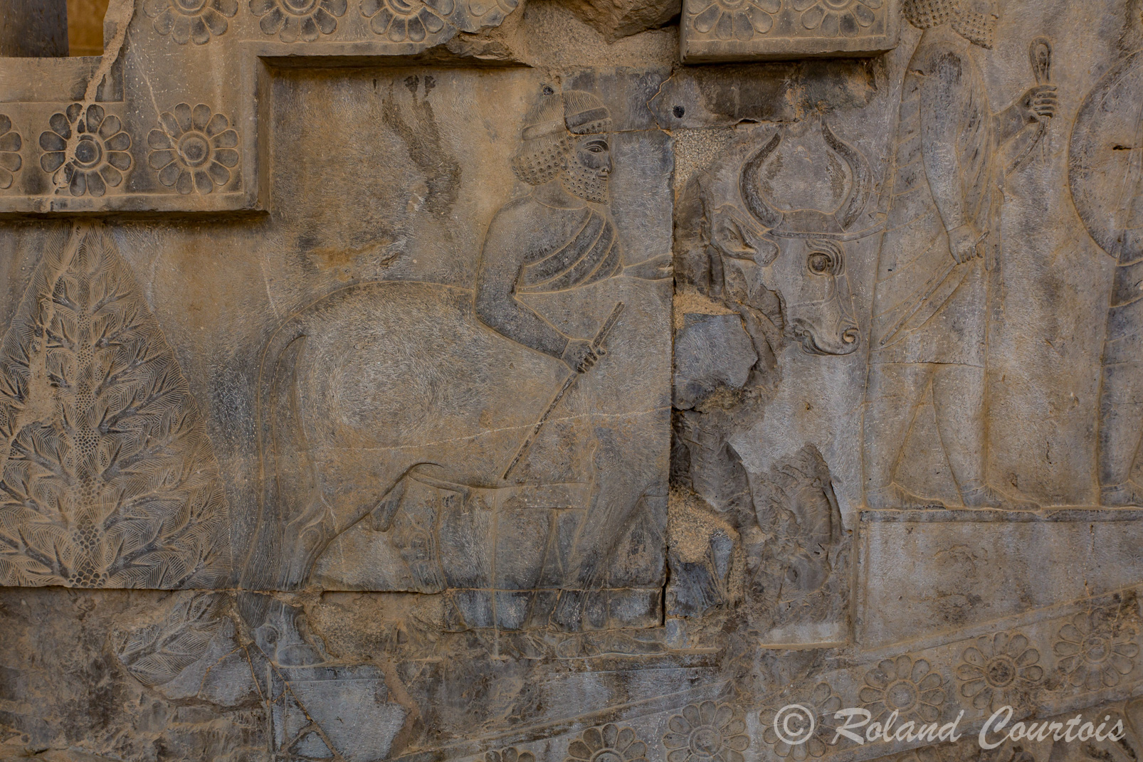 Persepolis :  Frise des Tributaires, escalier Est. Drangiens avec taureau, lance et bouclier.