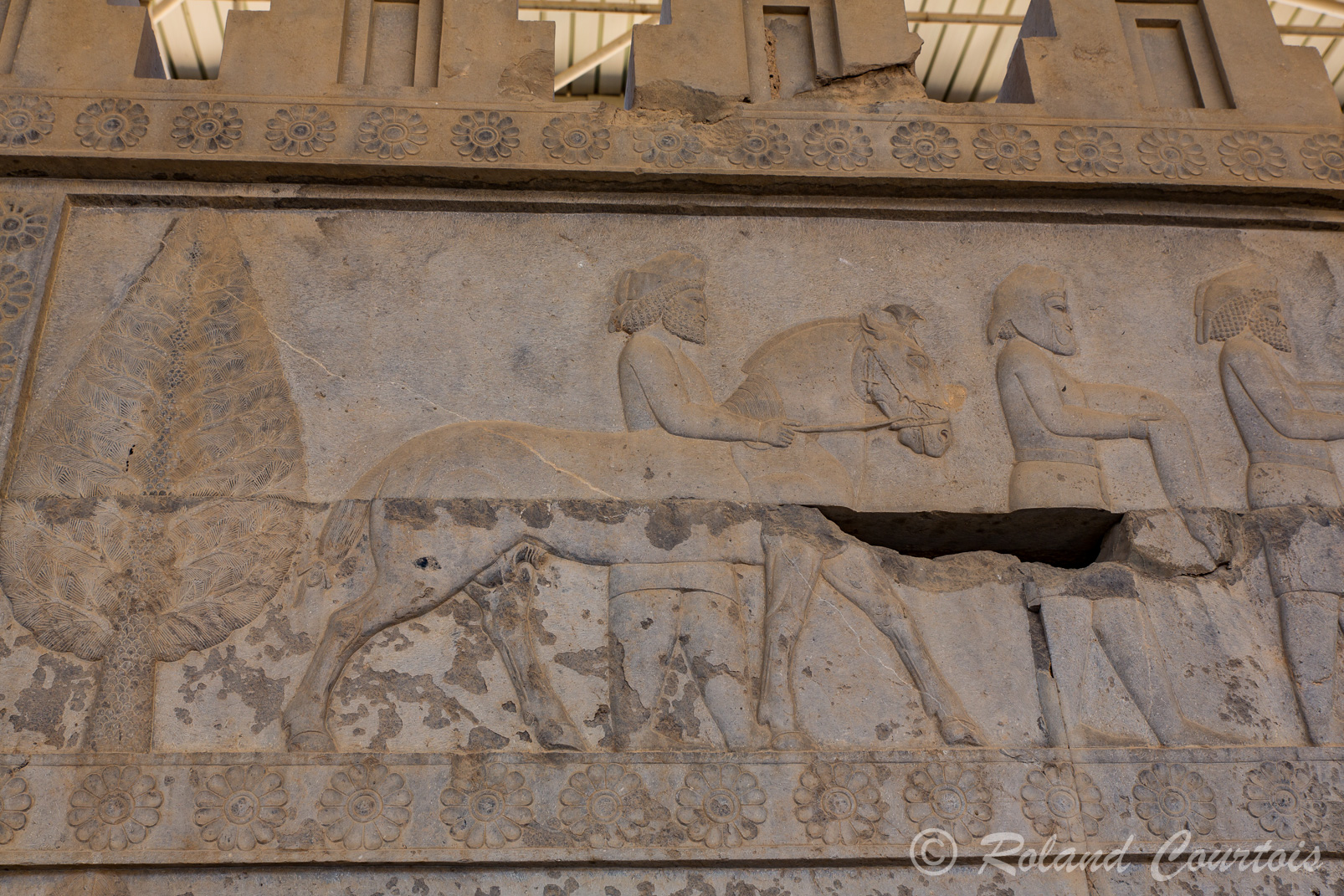 Persepolis :  Frise des Tributaires, Les Sagartiens, cheval plus rassuré, le pompon sur la queue.