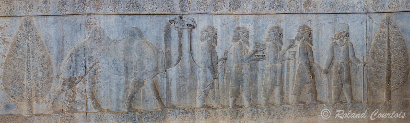 Persepolis :  Frise des Tributaires, Les Parthes, avec le chameau et ses belles dents, qui amènent de la vaisselle.