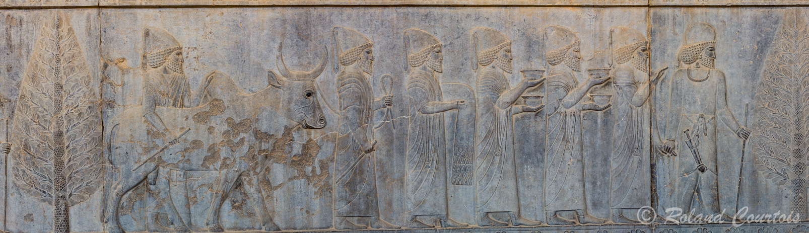 Persepolis :  Frise des Tributaires, Les Babyloniens, avec buffle, apportent des vêtements et de la vaisselle.