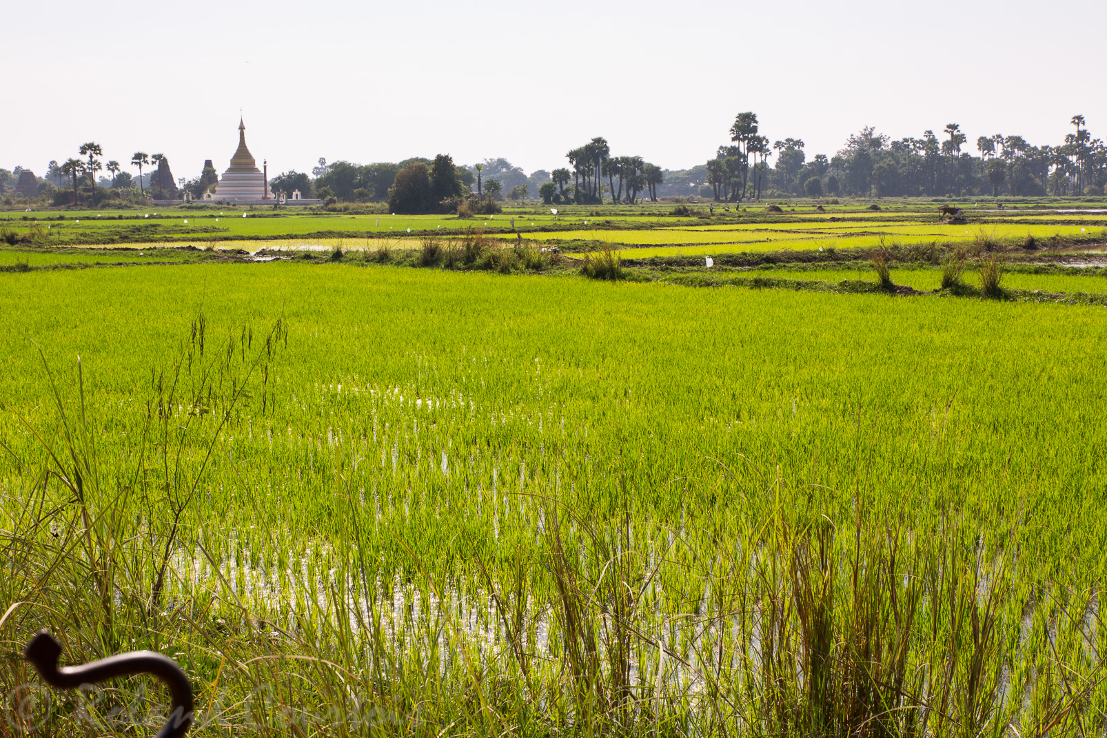 Promenade en calèche au milieu des rizières pour atteindre le site de Inwa.