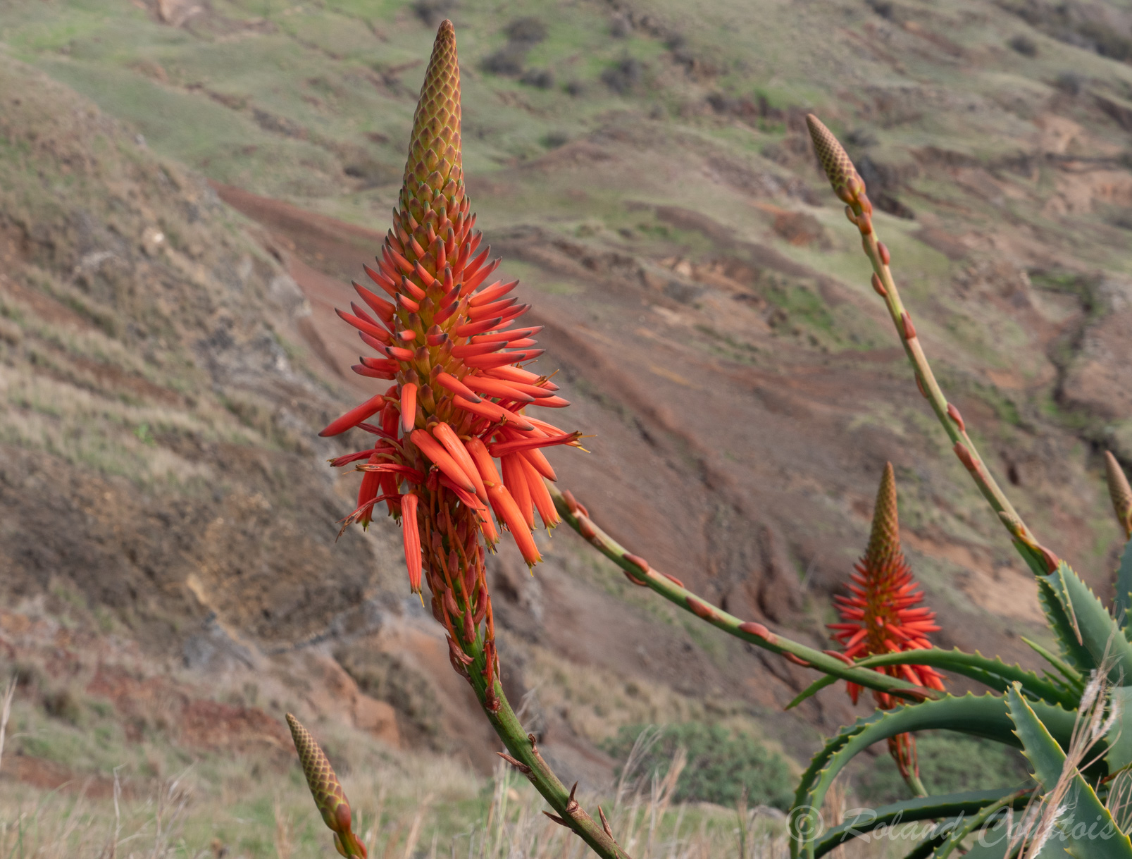 Aloe arborescens.