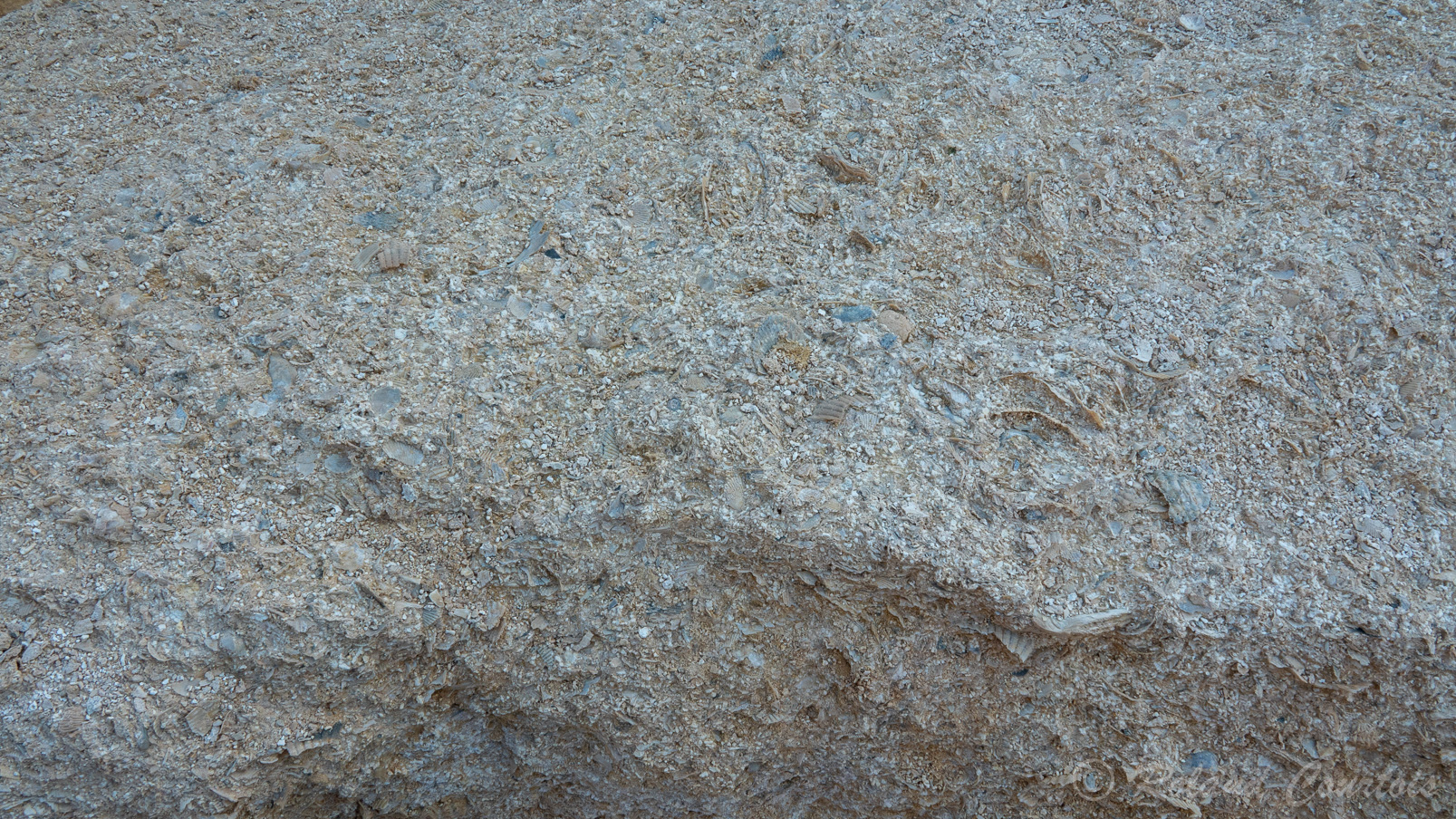 Plein de fossiles incrustés dans le sol.